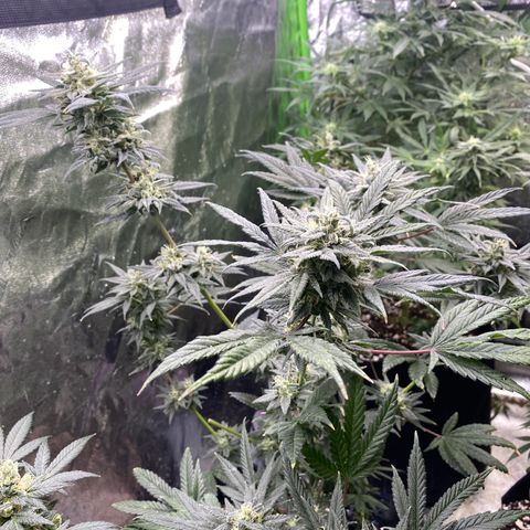 Gianna (GiGi) growlog timeline photo