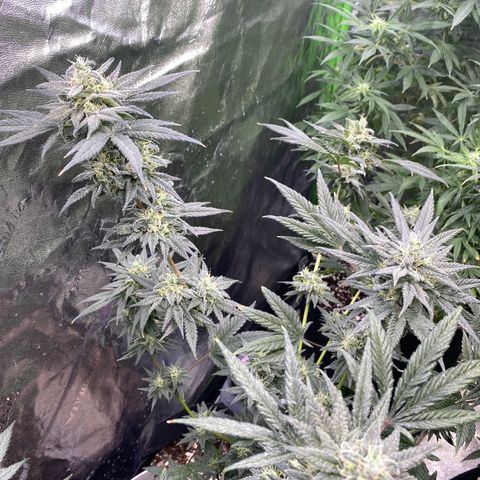 Gianna (GiGi) growlog timeline photo