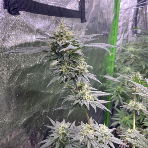 Gianna (GiGi) growlog timeline photo