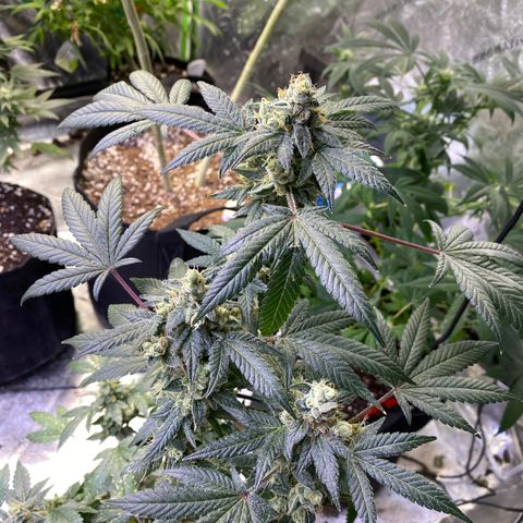 Gemma growlog timeline photo