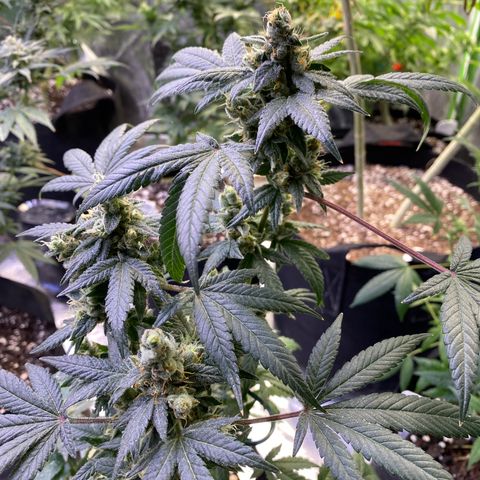 Gemma growlog timeline photo