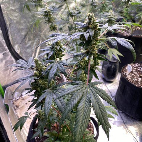 Gemma growlog timeline photo