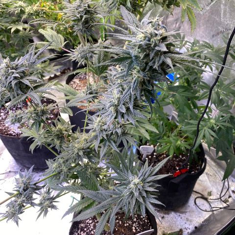 Gianna (GiGi) growlog timeline photo