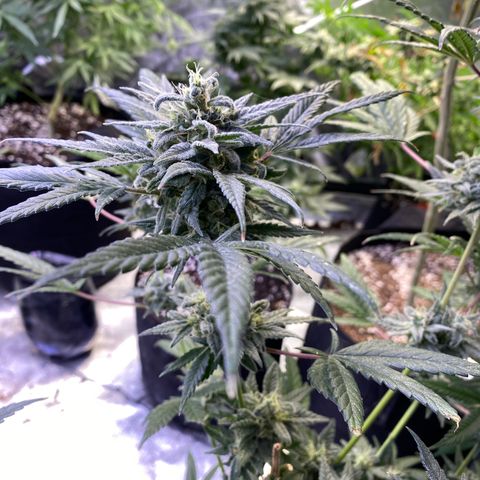 Gianna (GiGi) growlog timeline photo