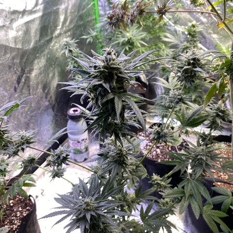 Gianna (GiGi) growlog timeline photo
