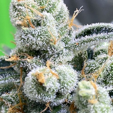 Gemma growlog timeline photo