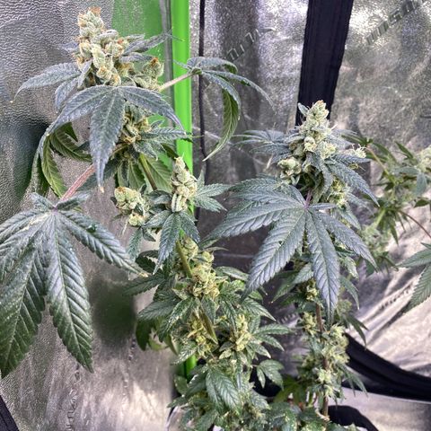 Gemma growlog timeline photo