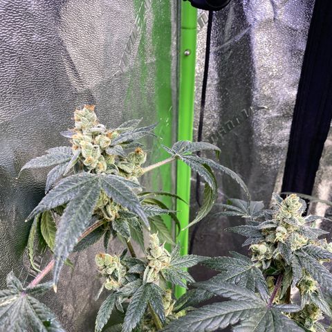 Gemma growlog timeline photo