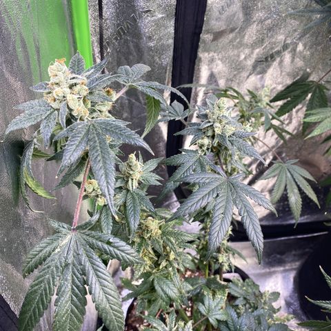 Gemma growlog timeline photo