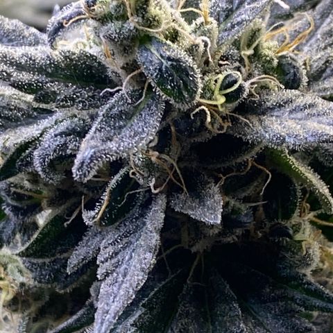 Gianna (GiGi) growlog timeline photo