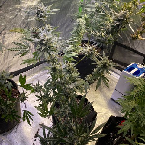 Gianna (GiGi) growlog timeline photo