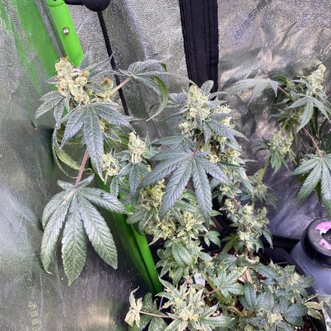 Gemma growlog timeline photo