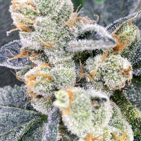 Gemma growlog timeline photo