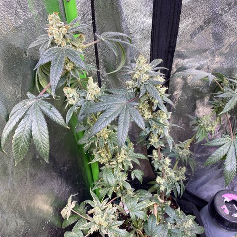 Gemma growlog timeline photo