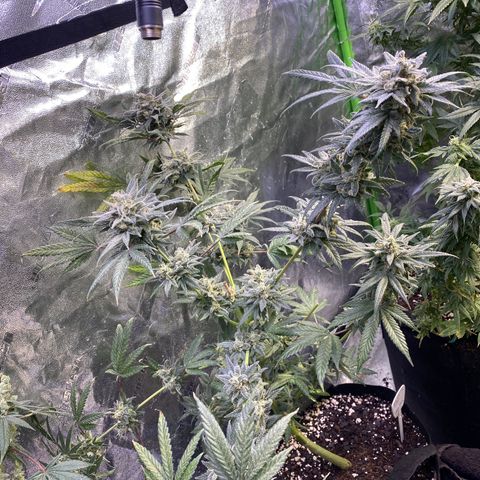 Gianna (GiGi) growlog timeline photo