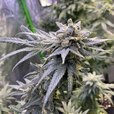 Gianna (GiGi) growlog timeline photo