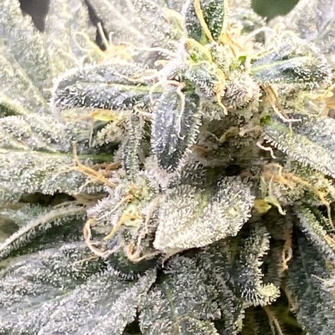 Gianna (GiGi) growlog timeline photo