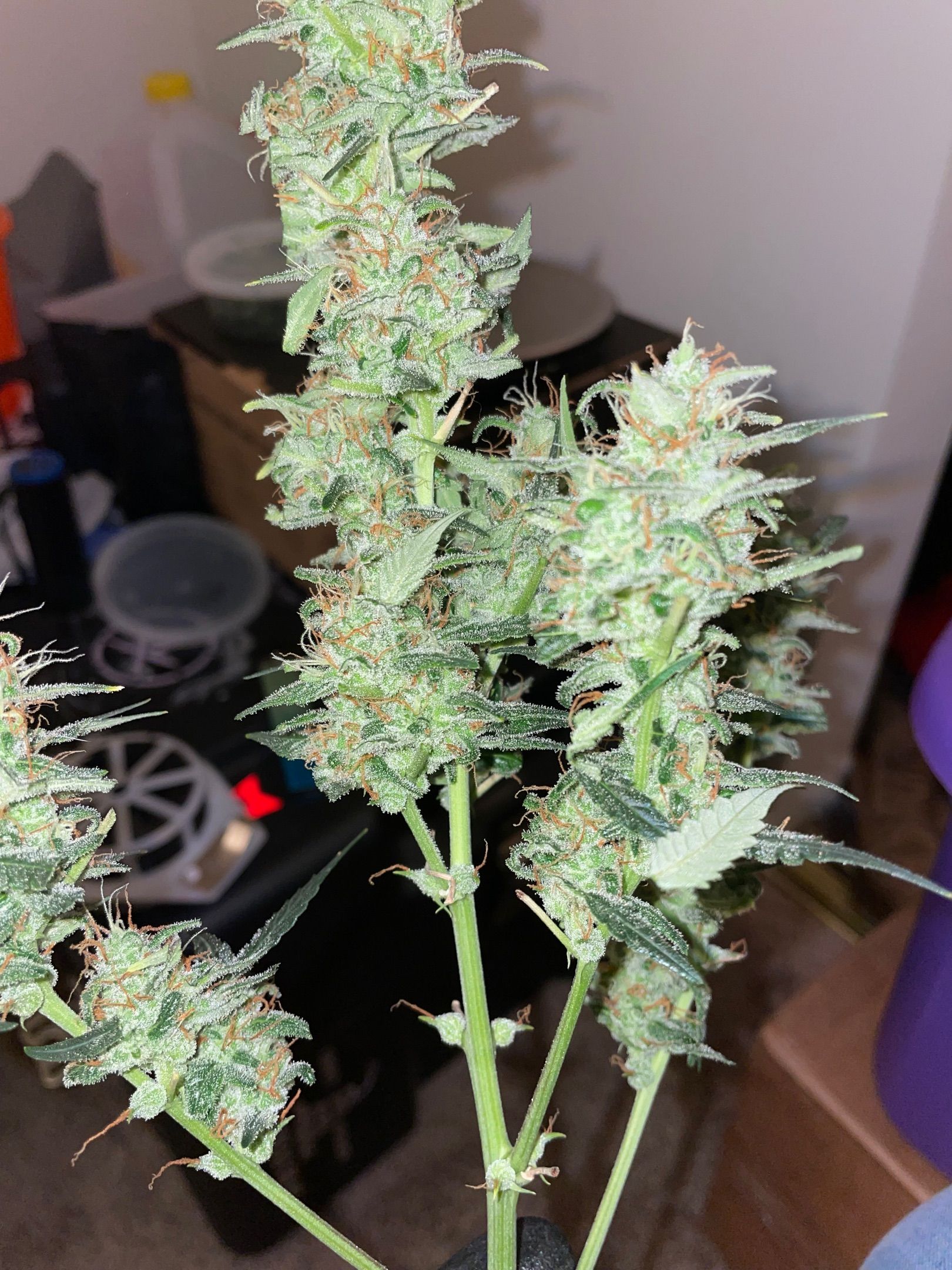 Purple Nanners’ - FastBuds Autoflowers #2 growlog header