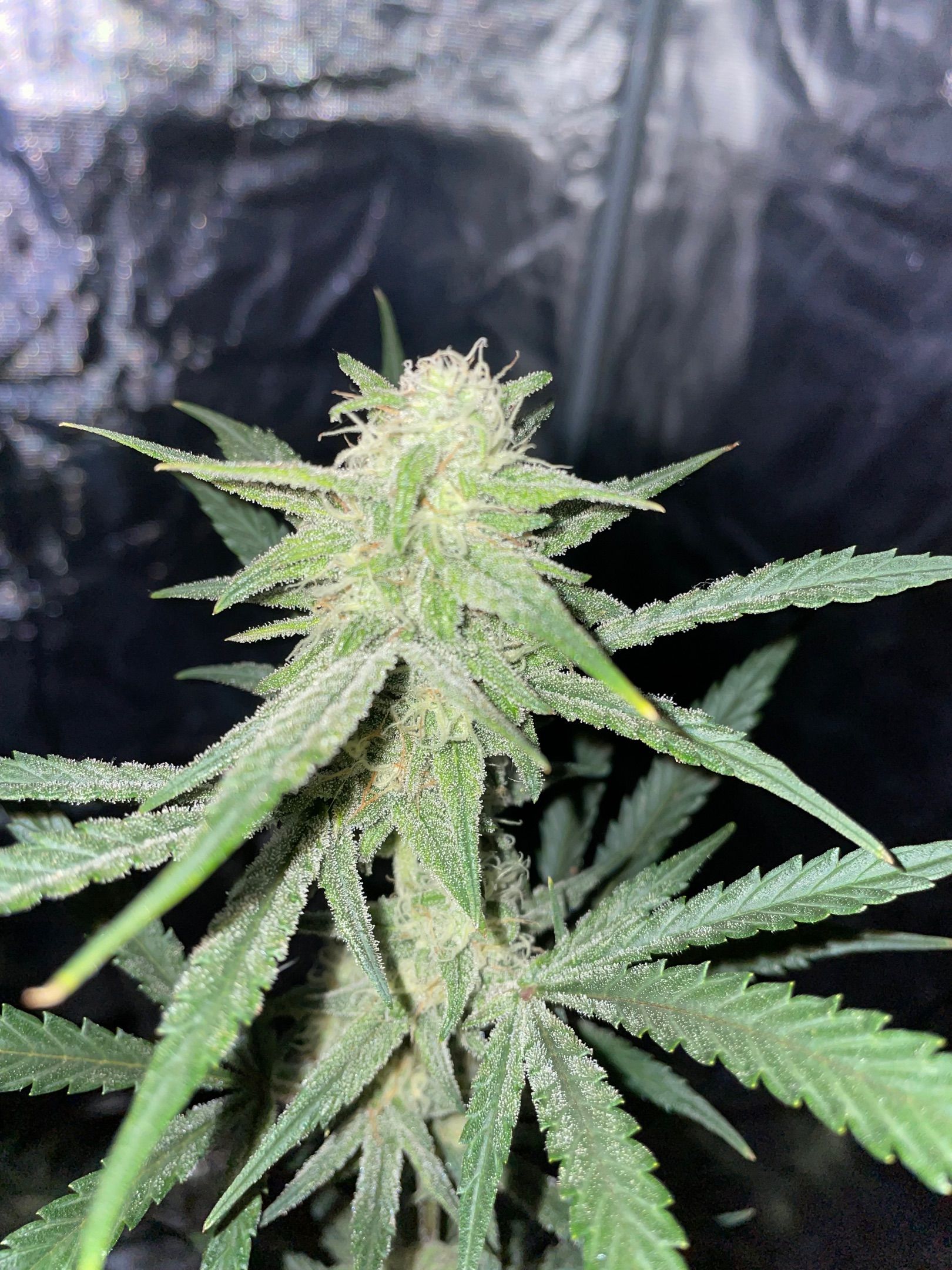 Banana Purple Punch Auto growlog header