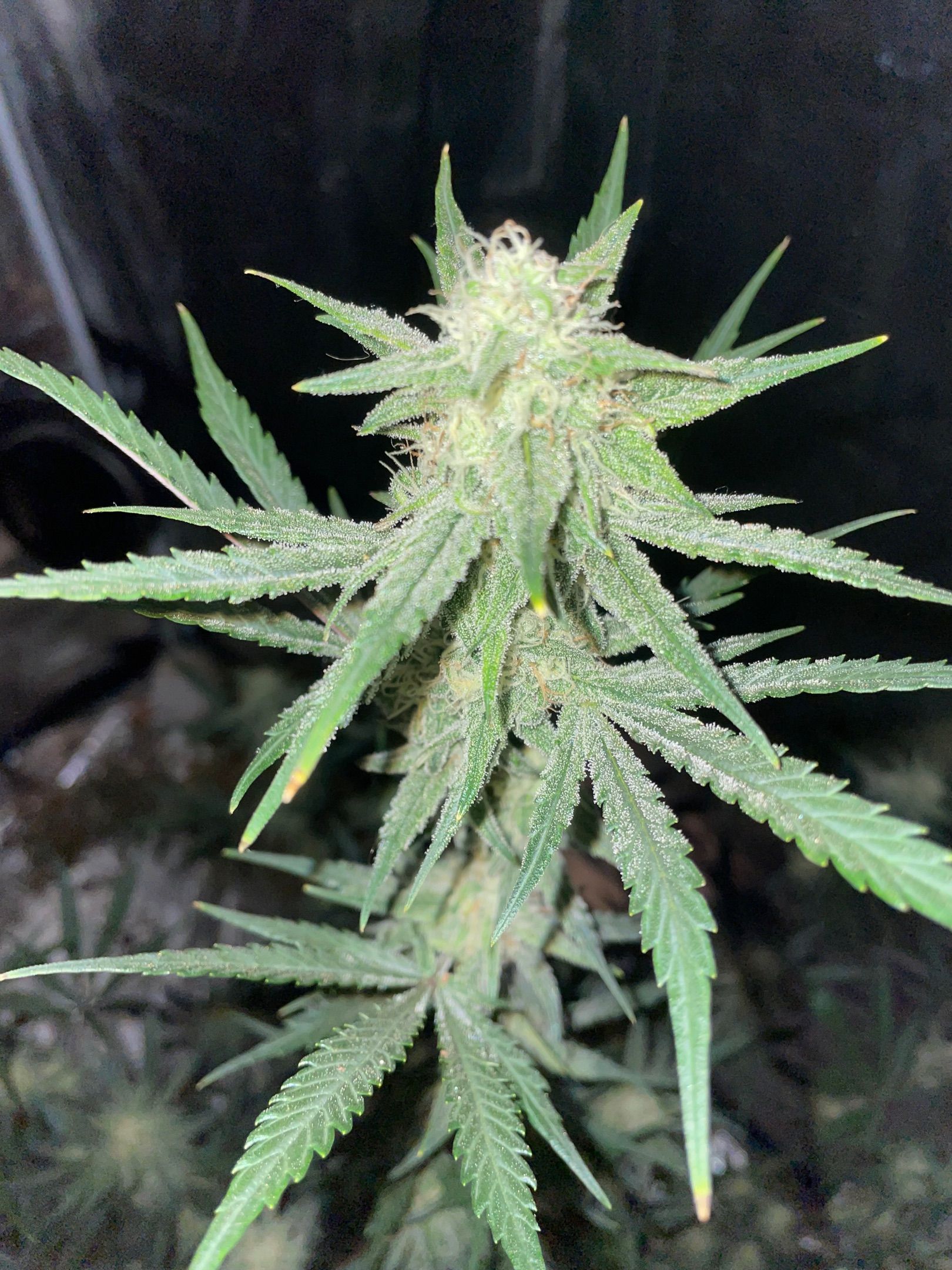 Purple Nanners’ - FastBuds Autoflowers #3 growlog header