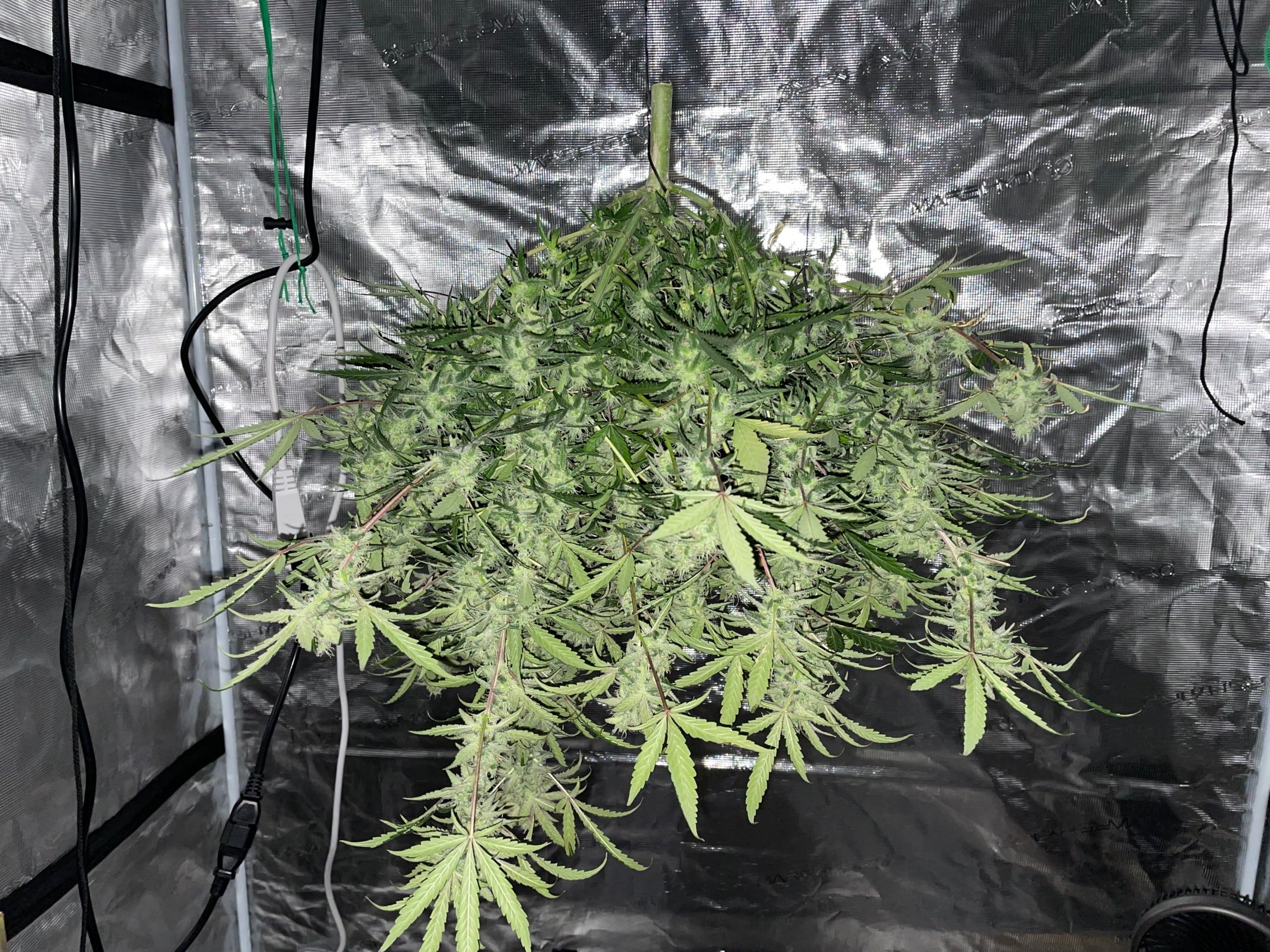 Mimosa X Orange Punch - Barney’s #1 Farm Autoflowers growlog header
