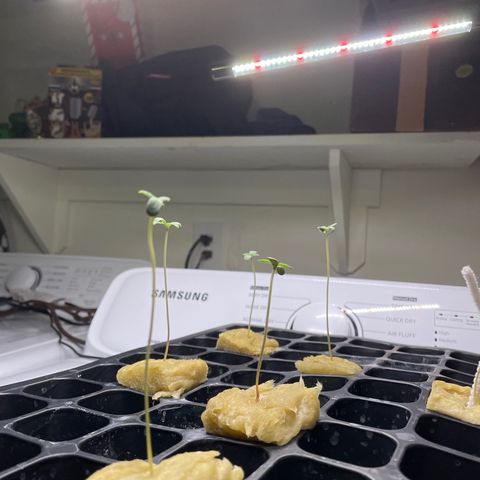 Mimosa X Orange Punch - Barney’s #1  Farm Autoflowers growlog photo