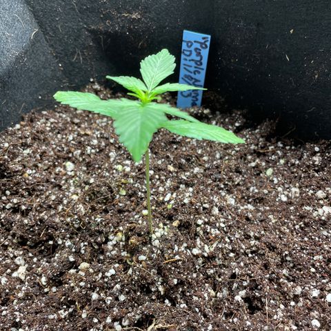 Purple Nanners’ - FastBuds Autoflowers #1 growlog timeline photo