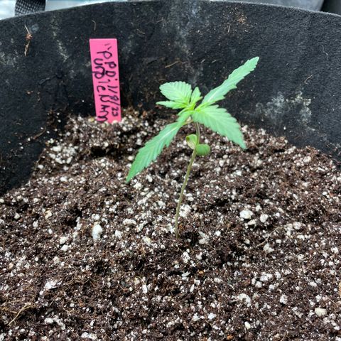 Purple Nanners’ - FastBuds Autoflowers #1 growlog timeline photo