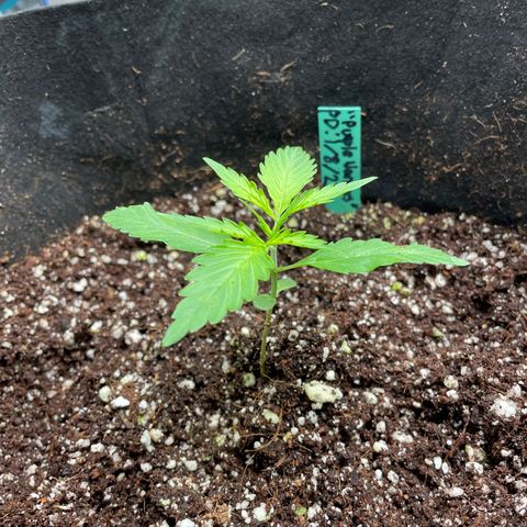 Purple Nanners’ - FastBuds Autoflowers #1 growlog timeline photo