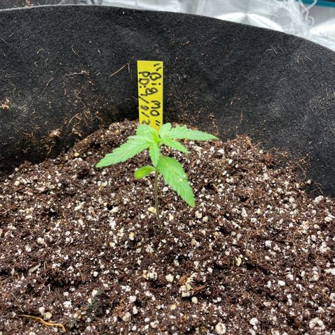 Mimosa X Orange Punch - Barney’s #1  Farm Autoflowers growlog photo