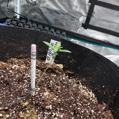 Mimosa X Orange Punch - Barney’s #1  Farm Autoflowers growlog photo