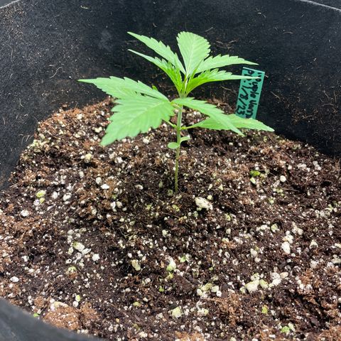 Purple Nanners’ - FastBuds Autoflowers #1 growlog timeline photo