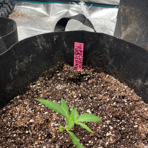 Purple Nanners’ - FastBuds Autoflowers #1 growlog timeline photo