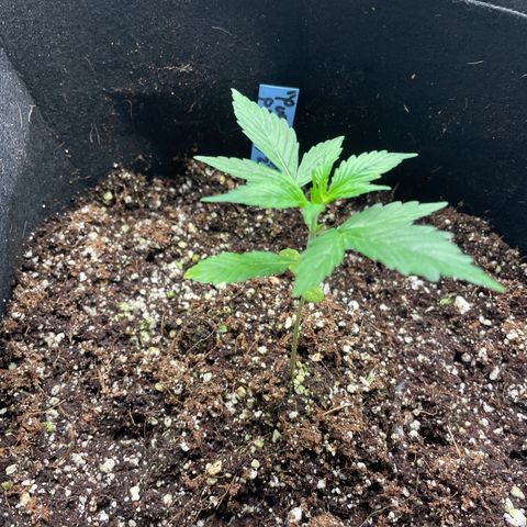 Purple Nanners’ - FastBuds Autoflowers #1 growlog timeline photo