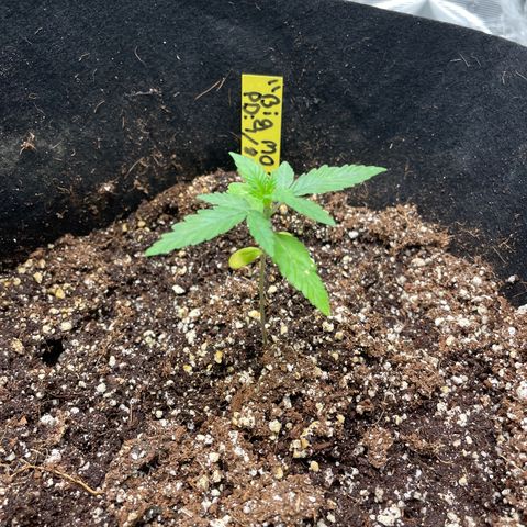 Mimosa X Orange Punch - Barney’s #1  Farm Autoflowers growlog timeline photo