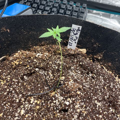 Mimosa X Orange Punch - Barney’s #1  Farm Autoflowers growlog timeline photo
