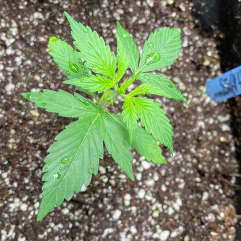 Purple Nanners’ - FastBuds Autoflowers #1 growlog photo: 2 of the 3 Banana X Purple Punch are thriving day by day & growing around 1-2” every 2-3 days. The one that is curved weird has a weaker stem that I’m trying to improve upon so it kept tilting to a side; therefore, making the leaves reach towards the light. I have added some medium to the base of the stem, it is now upright and should adjust towards the light in the AM. 