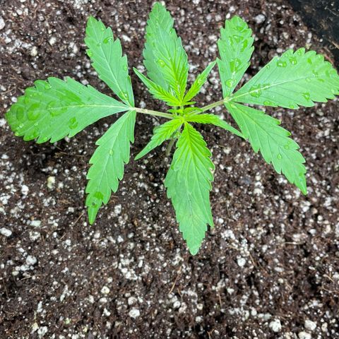 Purple Nanners’ - FastBuds Autoflowers #1 growlog photo: 2 of the 3 Banana X Purple Punch are thriving day by day & growing around 1-2” every 2-3 days. The one that is curved weird has a weaker stem that I’m trying to improve upon so it kept tilting to a side; therefore, making the leaves reach towards the light. I have added some medium to the base of the stem, it is now upright and should adjust towards the light in the AM. 