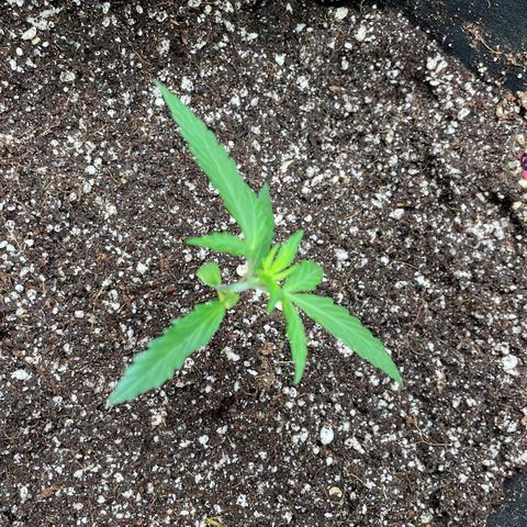 Purple Nanners’ - FastBuds Autoflowers #1 growlog photo: 2 of the 3 Banana X Purple Punch are thriving day by day & growing around 1-2” every 2-3 days. The one that is curved weird has a weaker stem that I’m trying to improve upon so it kept tilting to a side; therefore, making the leaves reach towards the light. I have added some medium to the base of the stem, it is now upright and should adjust towards the light in the AM. 