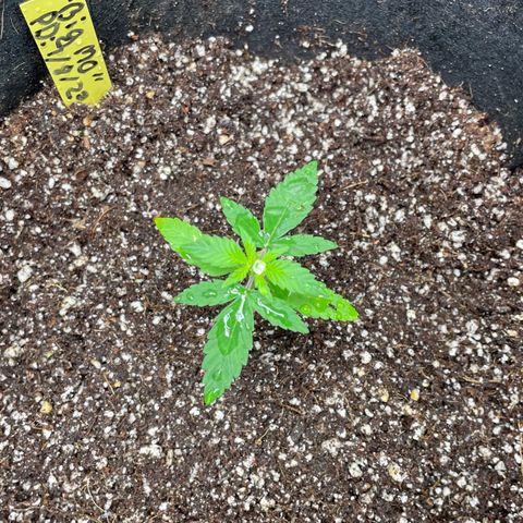 Mimosa X Orange Punch - Barney’s #1  Farm Autoflowers growlog photo: 2 images: One top, one side for Mimosa X Orange Punch. These little gals are growing small & stems are a tad weak. Was able to remove the stem support (AKA the pencil) from the one and it is now upright growing more leaves. 