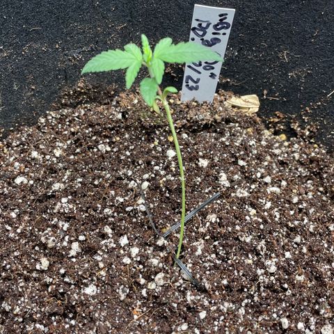 Mimosa X Orange Punch - Barney’s #1  Farm Autoflowers growlog photo: 2 images: One top, one side for Mimosa X Orange Punch. These little gals are growing small & stems are a tad weak. Was able to remove the stem support (AKA the pencil) from the one and it is now upright growing more leaves. 