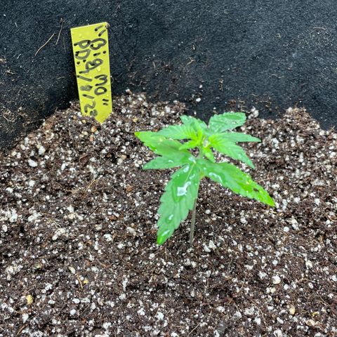 Mimosa X Orange Punch - Barney’s #1  Farm Autoflowers growlog photo: 2 images: One top, one side for Mimosa X Orange Punch. These little gals are growing small & stems are a tad weak. Was able to remove the stem support (AKA the pencil) from the one and it is now upright growing more leaves. 