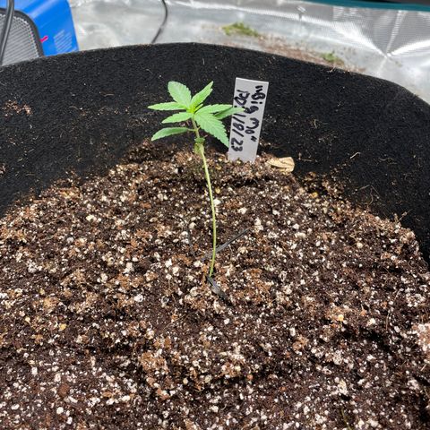 Mimosa X Orange Punch - Barney’s #1  Farm Autoflowers growlog photo: All 5 plants