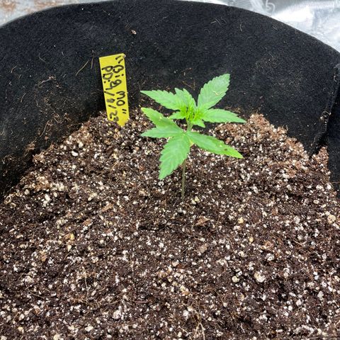 Mimosa X Orange Punch - Barney’s #1  Farm Autoflowers growlog photo: All 5 plants