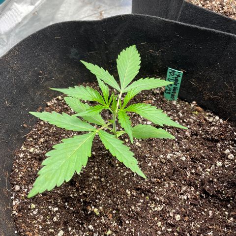 Mimosa X Orange Punch - Barney’s #1  Farm Autoflowers growlog photo: All 5 plants