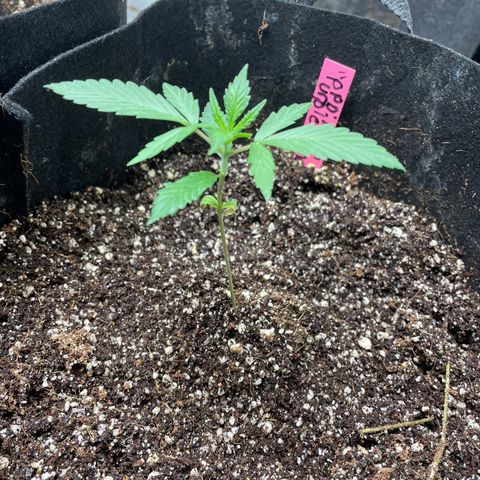 Mimosa X Orange Punch - Barney’s #1  Farm Autoflowers growlog photo: All 5 plants