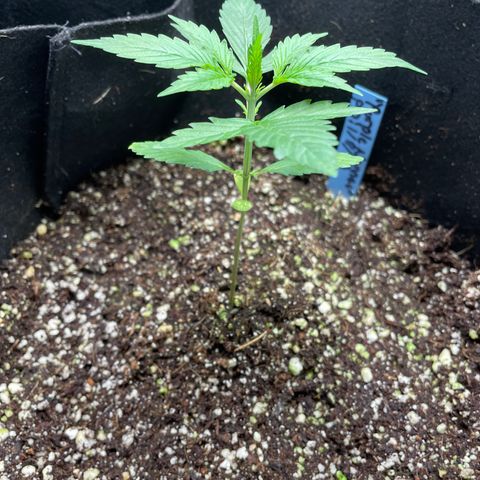 Mimosa X Orange Punch - Barney’s #1  Farm Autoflowers growlog photo: All 5 plants
