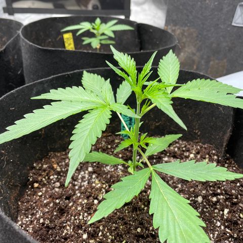 Purple Nanners’ - FastBuds Autoflowers #1 growlog photo: Blue = 17.8 cm
Red =14 cm
Green = 14 cm