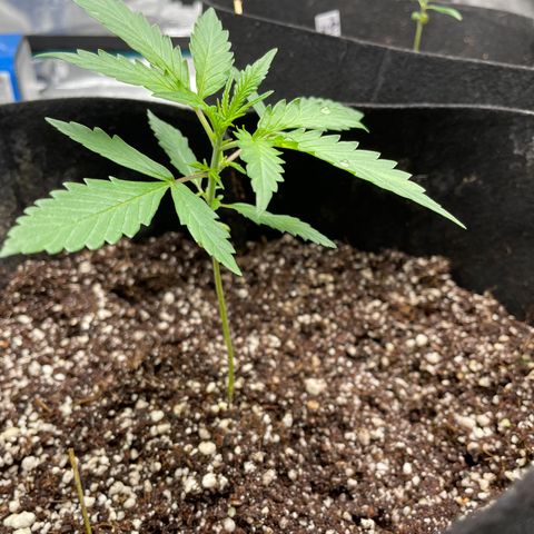 Purple Nanners’ - FastBuds Autoflowers #1 growlog photo: Blue = 17.8 cm
Red =14 cm
Green = 14 cm