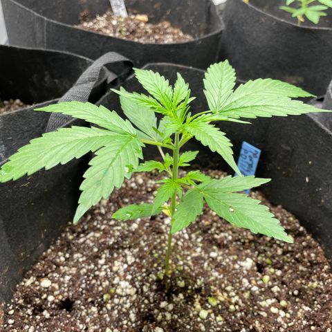 Purple Nanners’ - FastBuds Autoflowers #1 growlog photo: Blue = 17.8 cm
Red =14 cm
Green = 14 cm